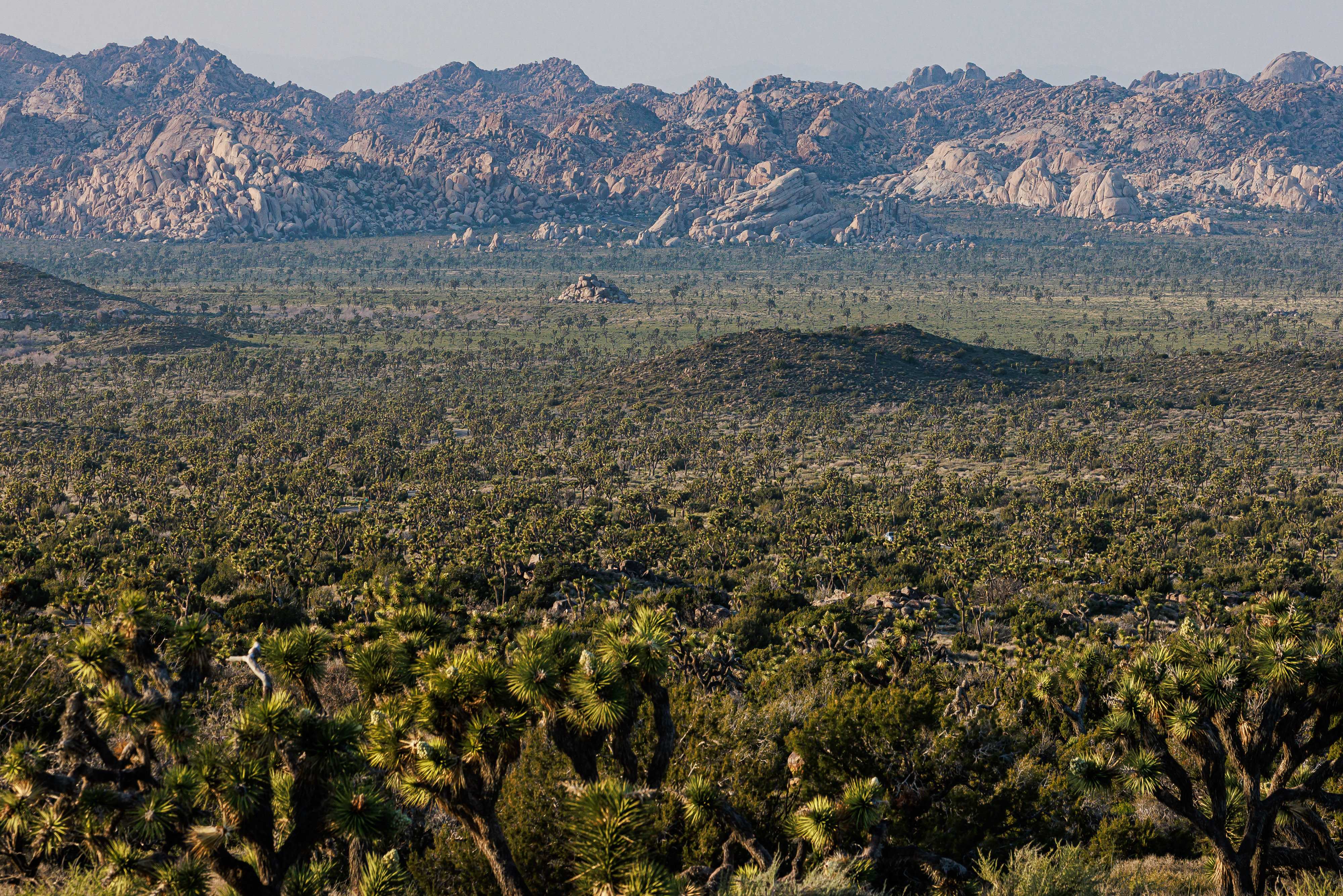 Looking across a vast scene where the desert floor stretches into the distance before rising into rocky mountains. The flat desert is a rich green, punctured by many tall, spiky joshua trees and countless other plants and bushes.
