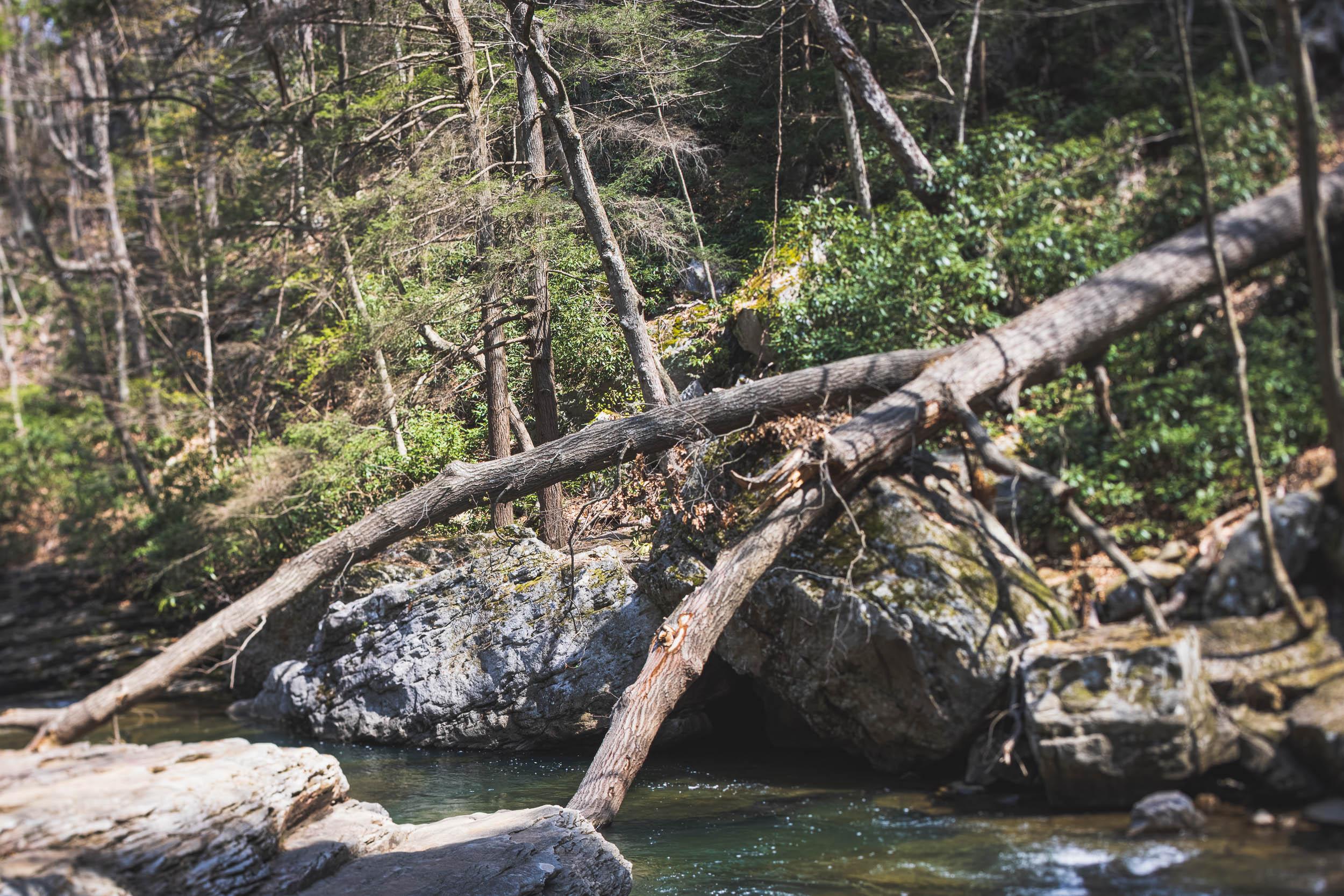 A photo of a rock-lined creek winding through woods