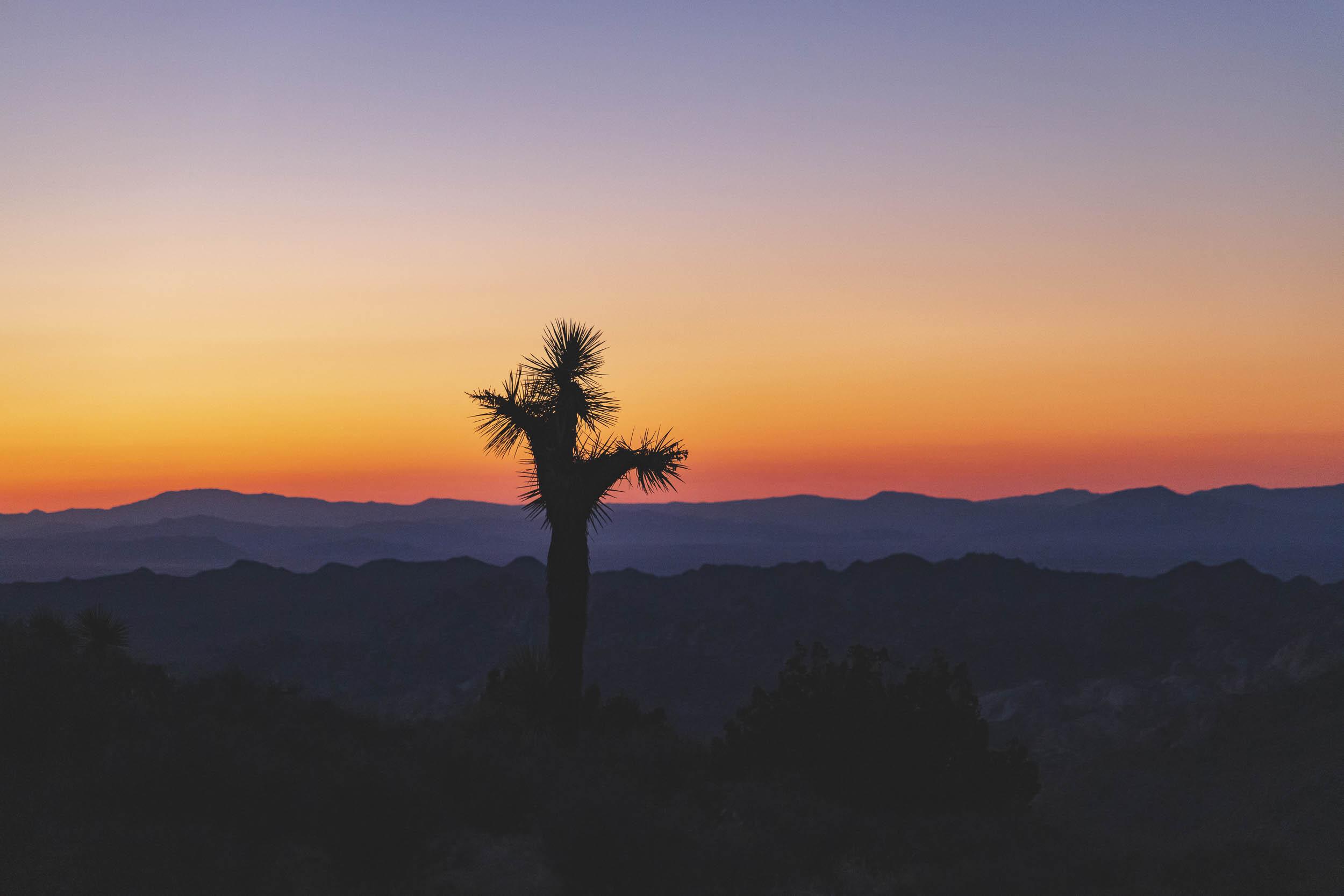 A Joshua Tree set against a colorful sunset