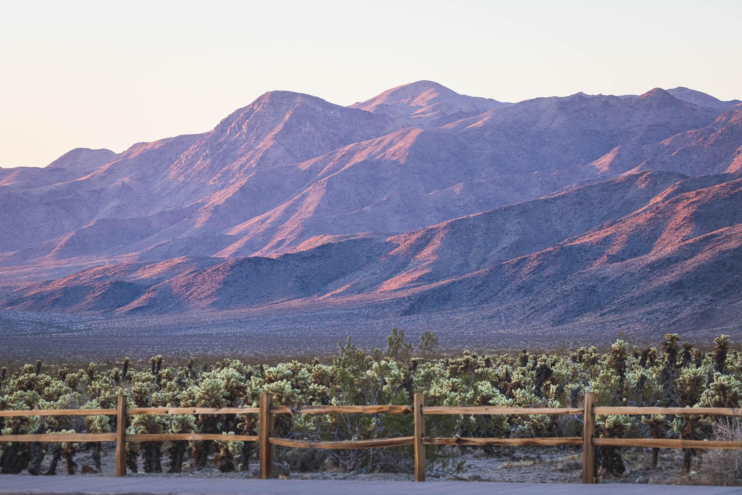 Sunrise at the Cholla Cactus Garden