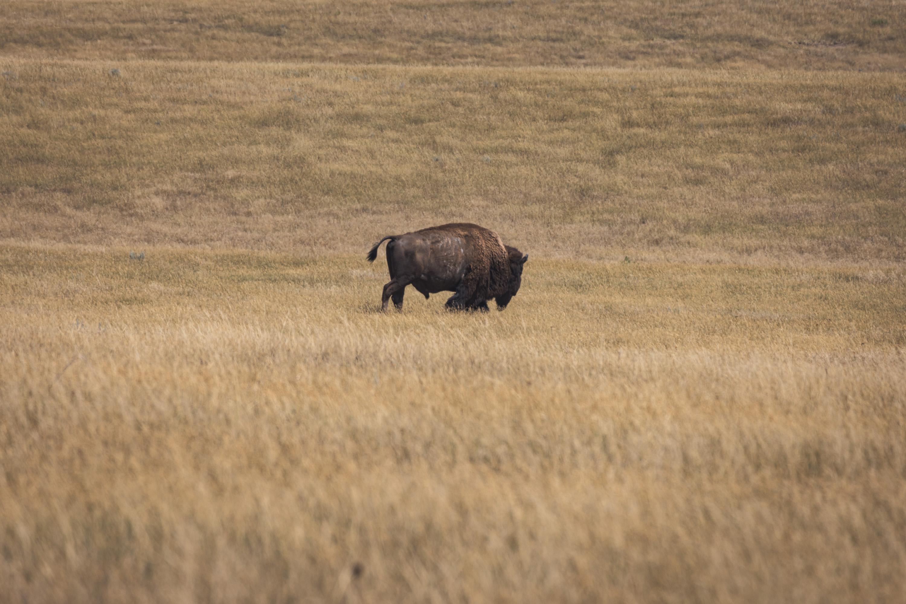 The buffalo from the previous photos wanders off into the grassland, toward the small herd of buffalo pictured earlier, which are not shown, but just off camera