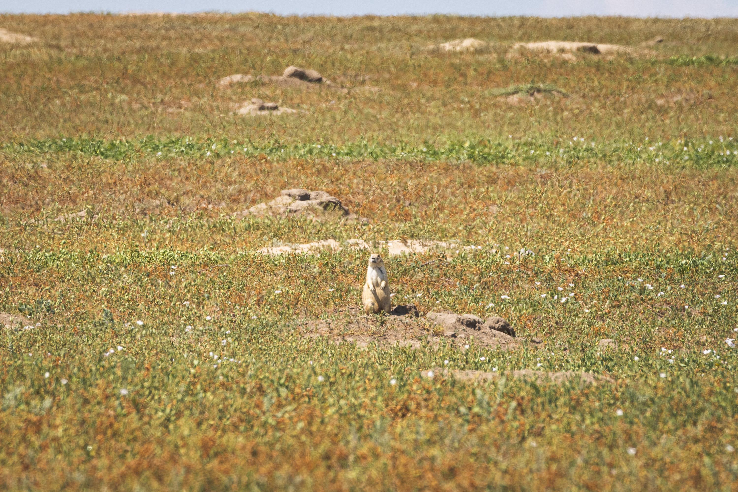 A prarie dog is standing its rear legs in front of the entrance to its burrow, as other entrances are seen behind in the grassland