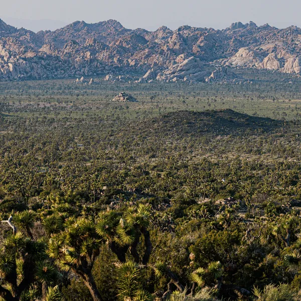 Joshua Tree National Park, California, USA