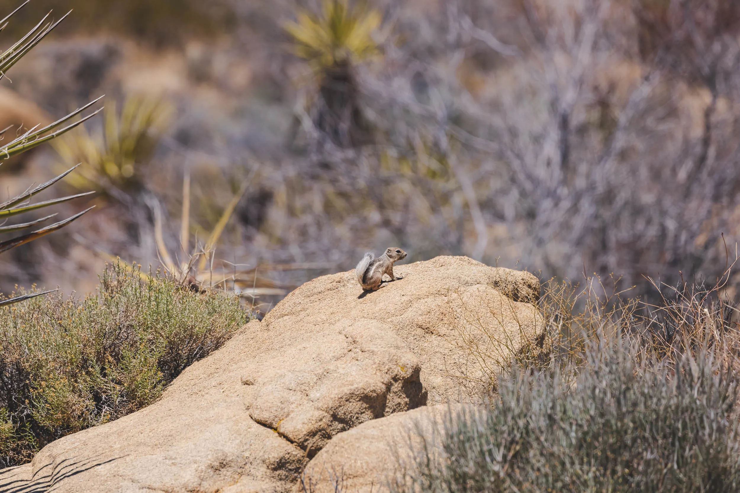 A tiny rodent making its way through the world