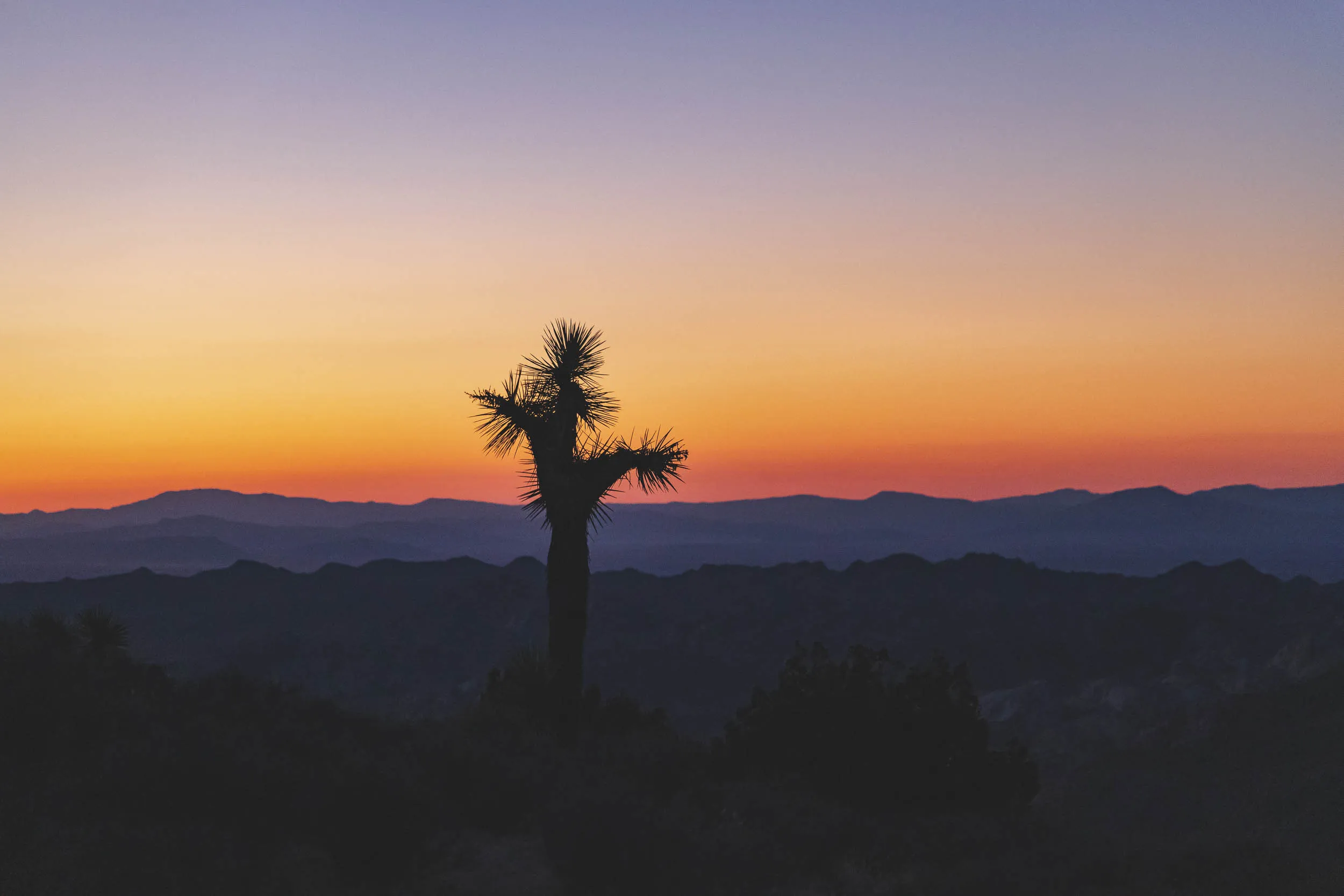 A Joshua Tree set against a colorful sunset