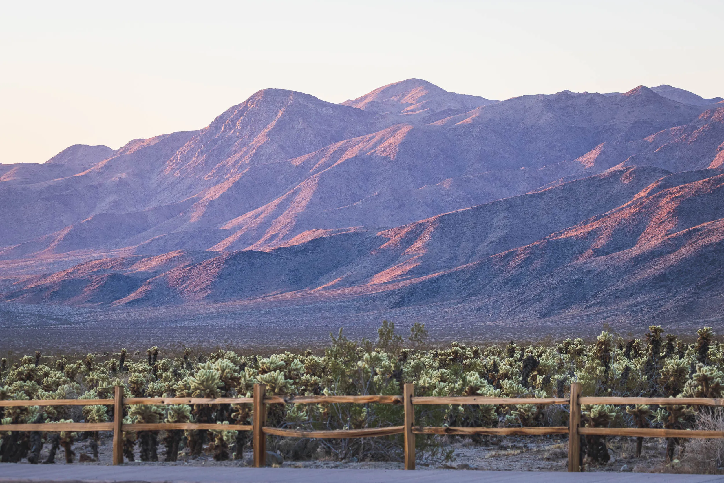 Sunrise at the Cholla Cactus Garden