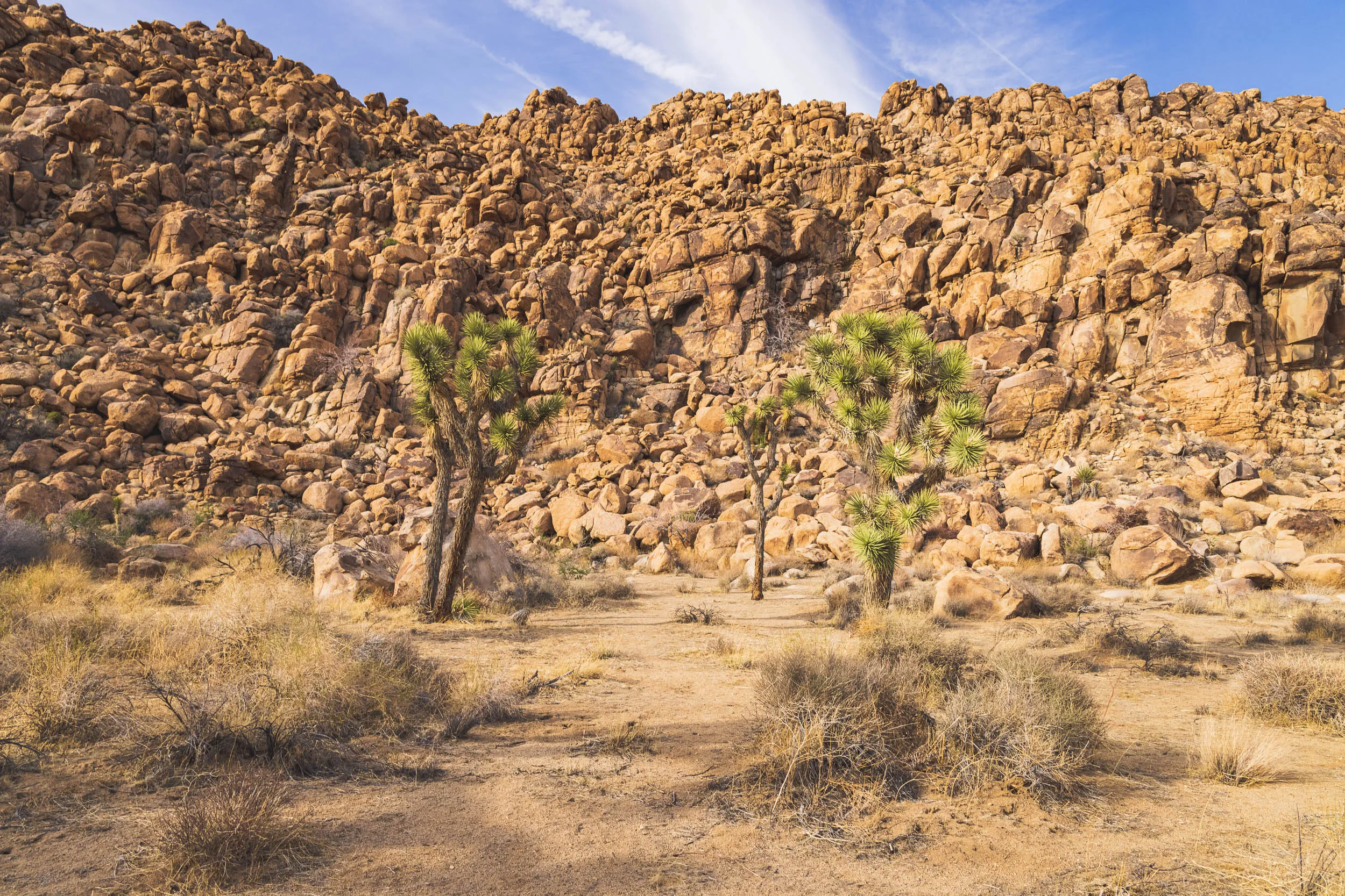 Joshua Trees in front of a rock formation