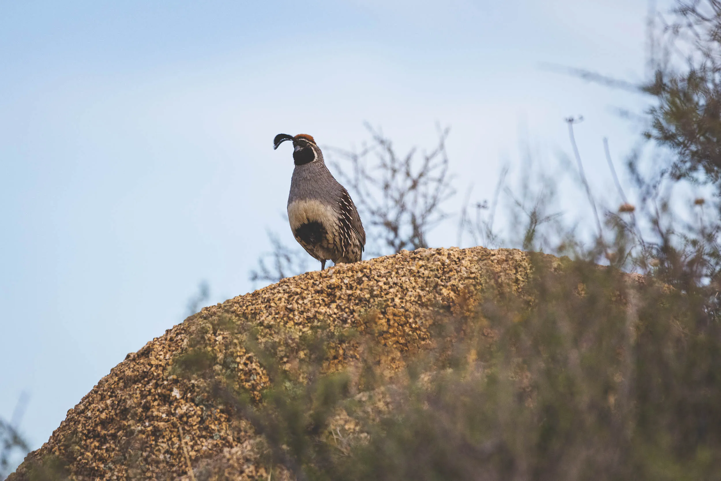 A pheasant of some description on top of a rock