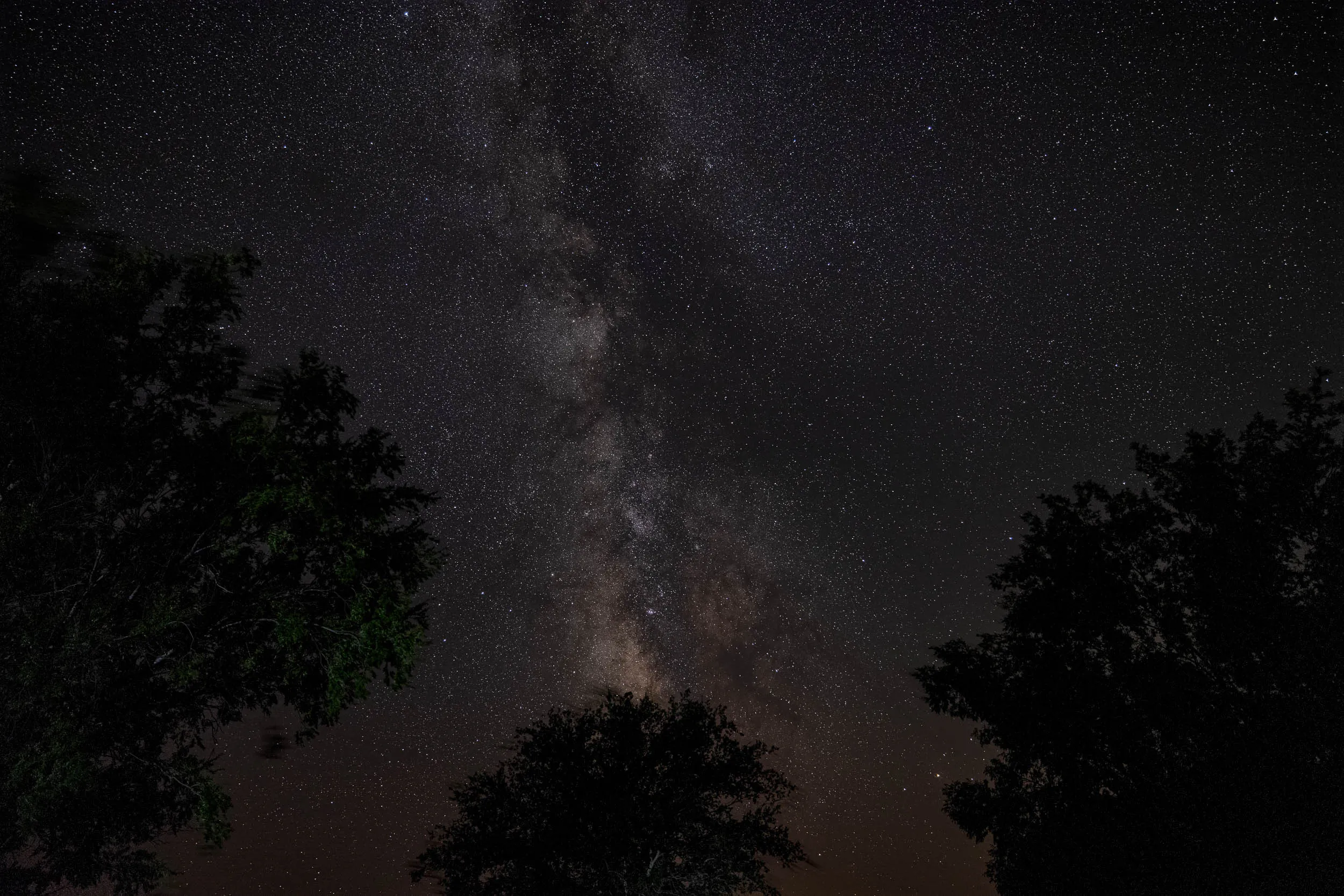 The Milky Way above some trees