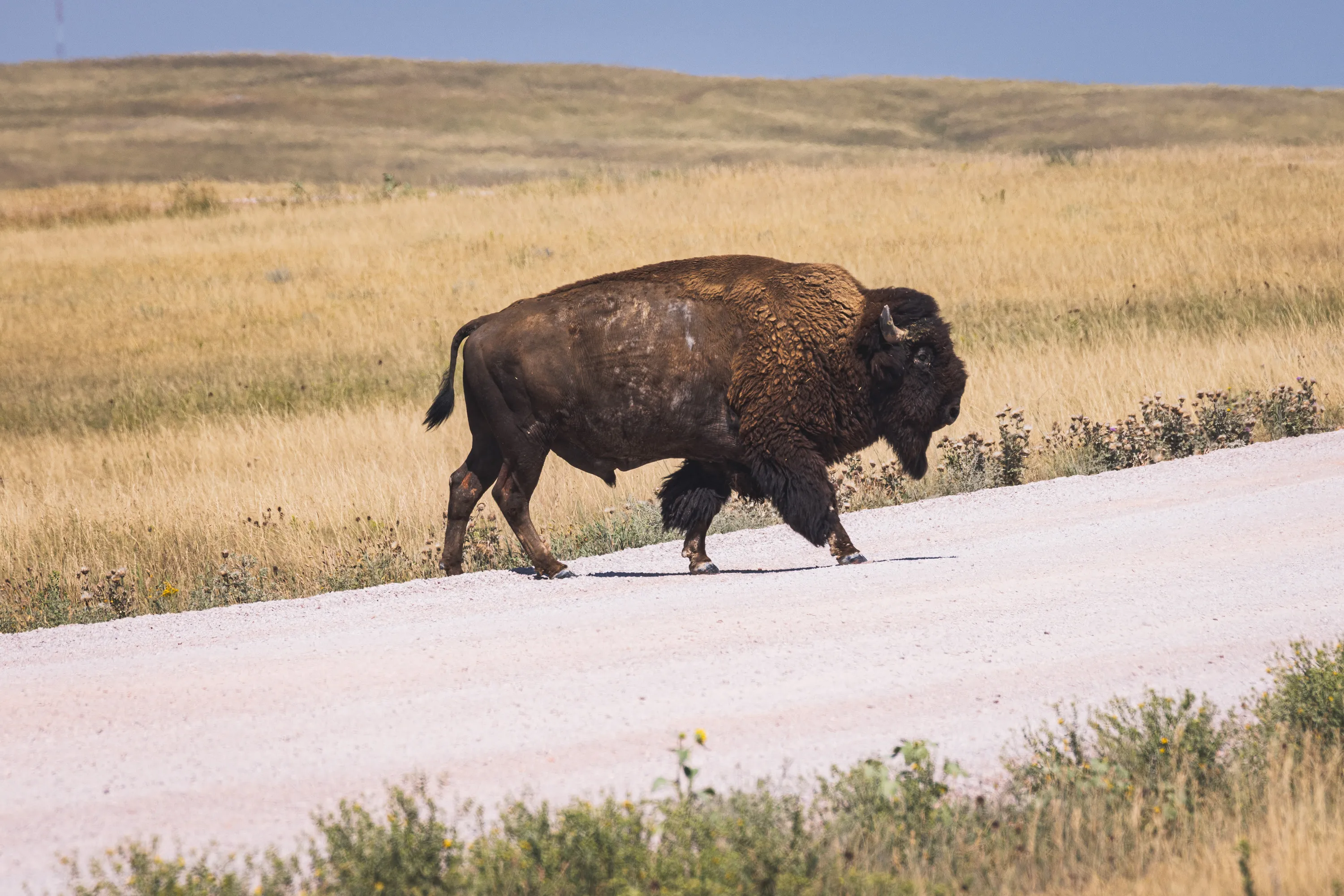 A buffalo steps onto the gravel road it&#x27;s about to cross. I can&#x27;t tell you exactly why the buffalo crossed the road, unfortunately.