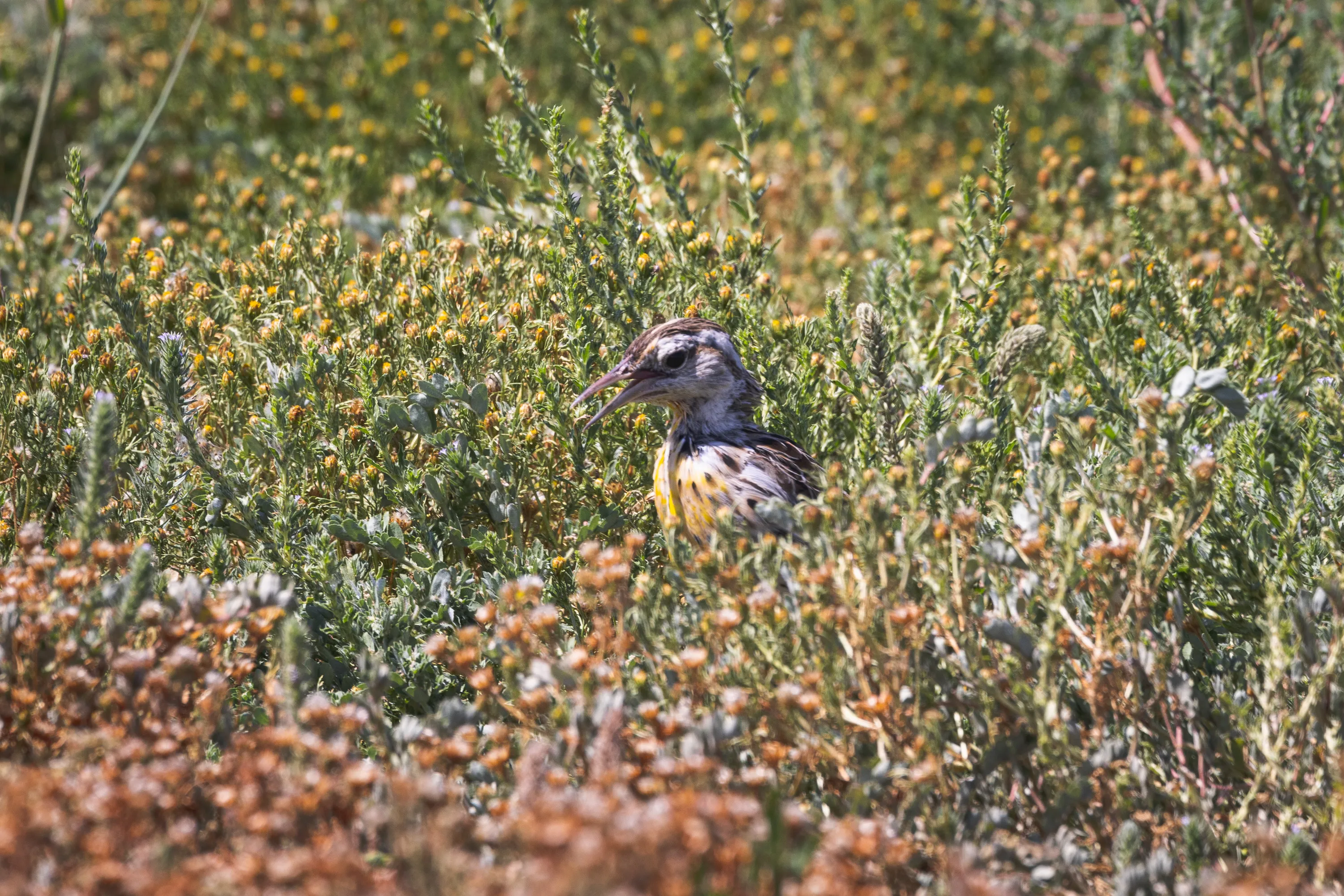 A light tan bird with brown streaks and a yellow breast, with its long beak open, searches tall grass for food,