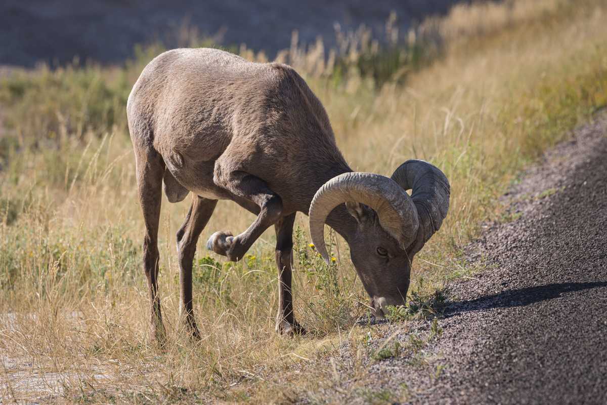 A bighorn sheep lifts its front hoof as it grazes on tall grass next to a park road