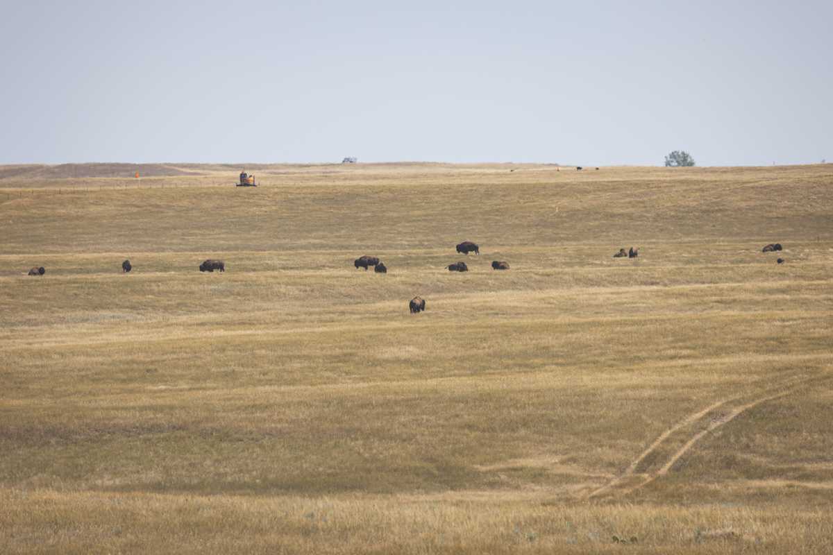 About a dozen buffalo graze on low grasses on the next hillside over from the viewer