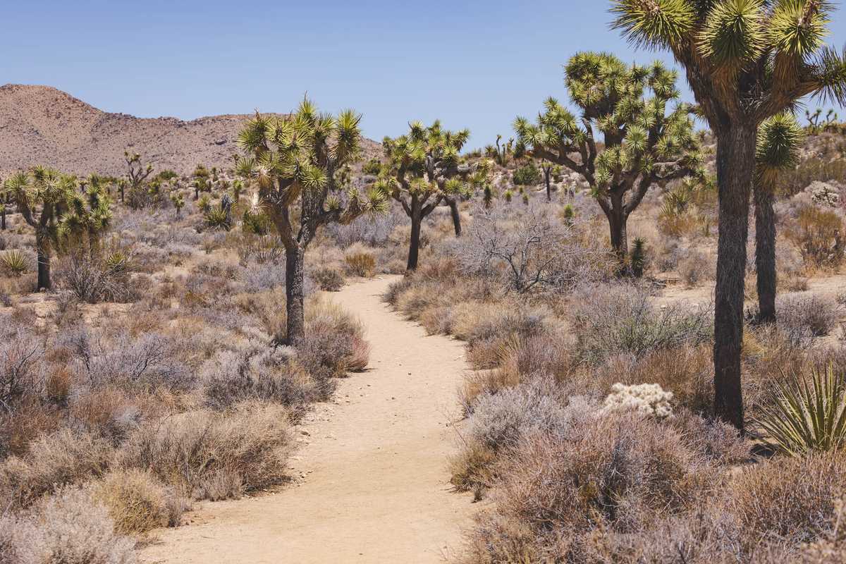 A twising trail through the desert, surrounded by Joshua Trees