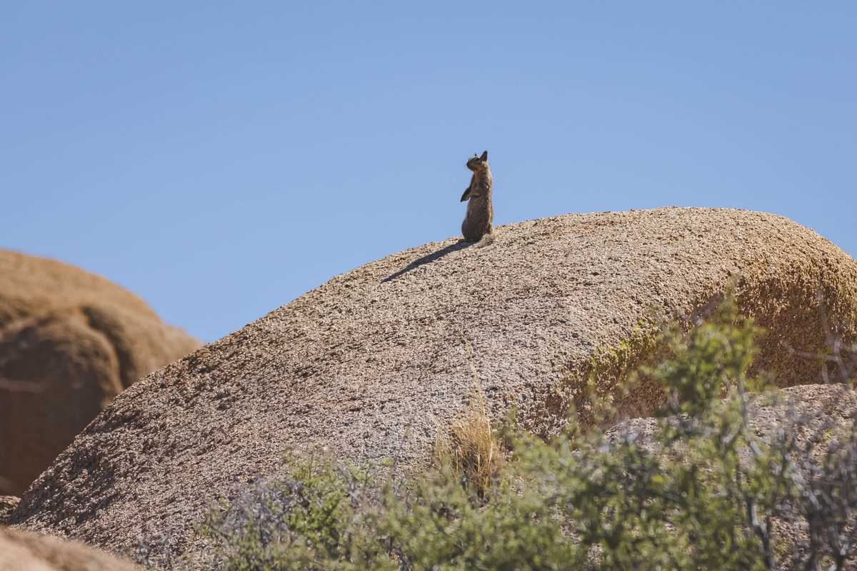 A ground squirrel watches the coyote