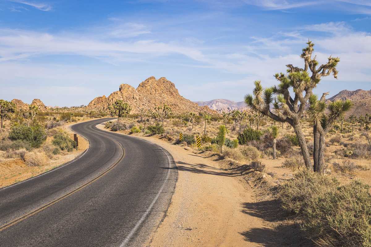 A road curves into the distance in Joshua Tree National Park