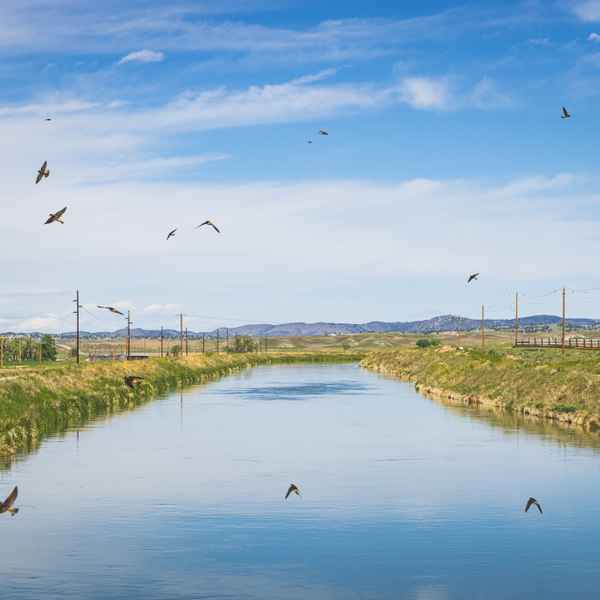 A group of swallows darting in many directions over a deep blue irrigation canal, reflecting hazy white clouds in the sky. Mountains can be seen in the distance.