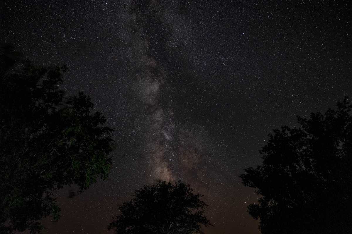 The Milky Way above some trees