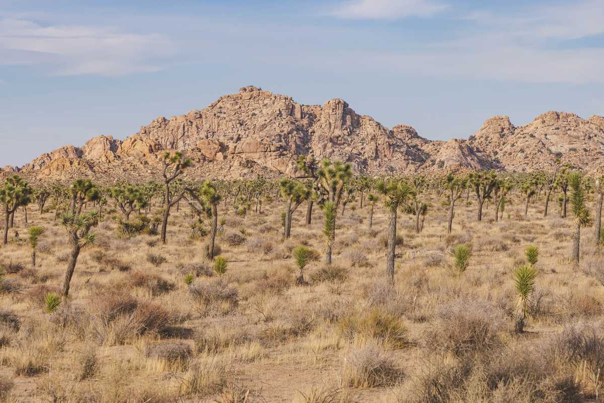 Joshua Trees against the stark, mountainous backdrop of the Mojave desert