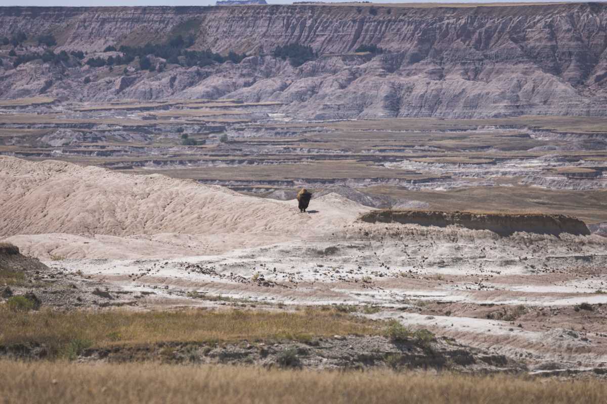 A lone buffalo stands on top of a rocky, sandy patch in the distance, facing the viewer