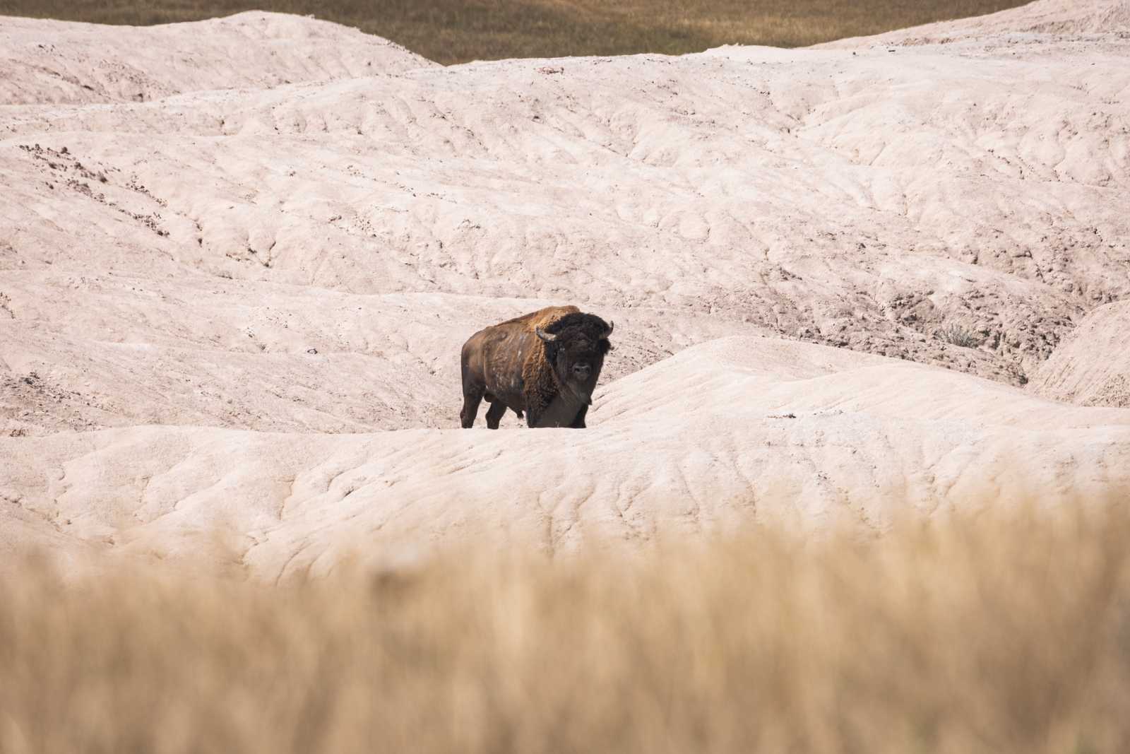 A lone buffalo stands in a slight dip in a rock formation as it walks toward the viewer
