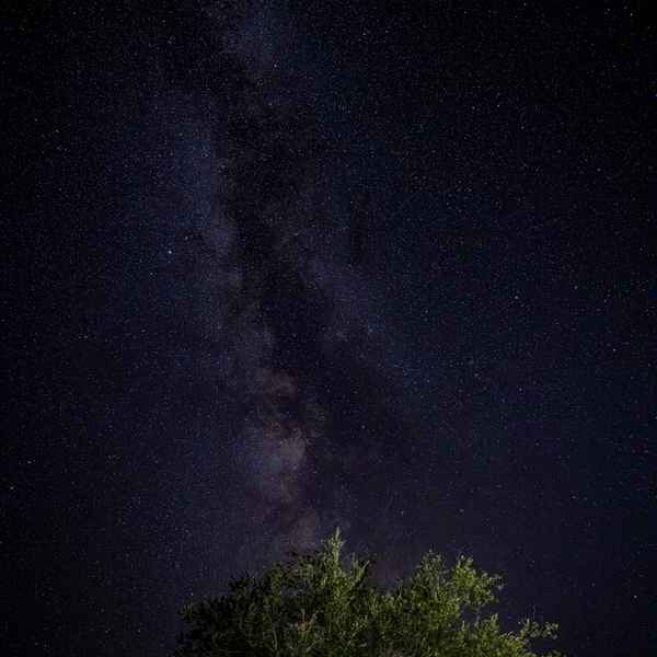 The billions of stars of the Milky Way sparkle in a line across the dark sky, pointing toward grean leafy tree at the bottom of the frame, lit softly by nearby lights 