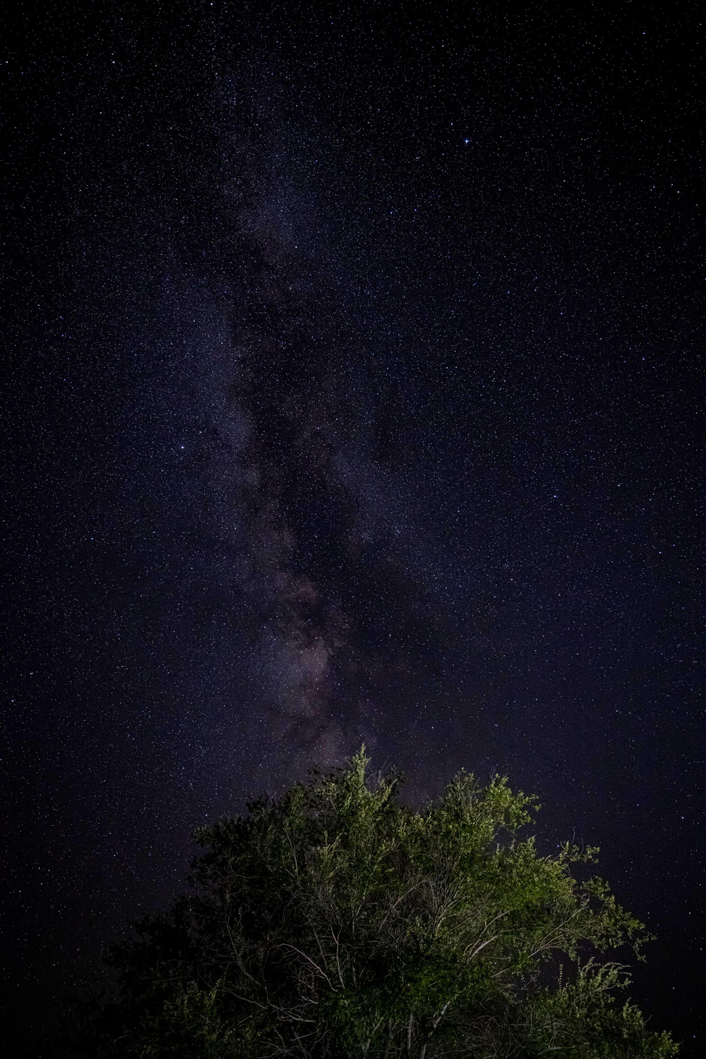 The billions of stars of the Milky Way sparkle in a line across the dark sky, pointing toward grean leafy tree at the bottom of the frame, lit softly by nearby lights 