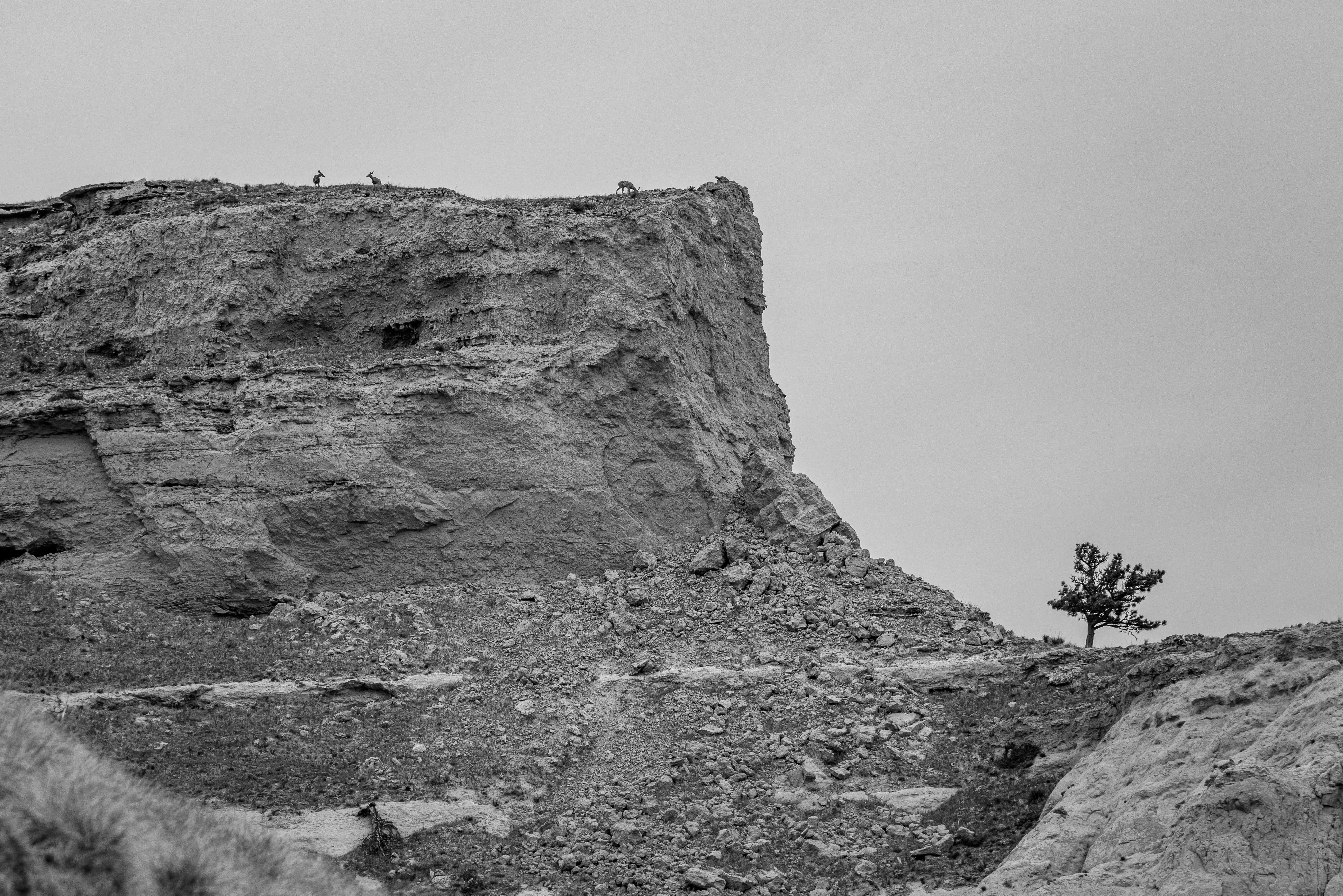 A black and white photo of a massive rocky plateau with three tiny deer grazing on top. The plateau fills the left side of the image, and in the right side, a single tree is silhouetted against the skyline.