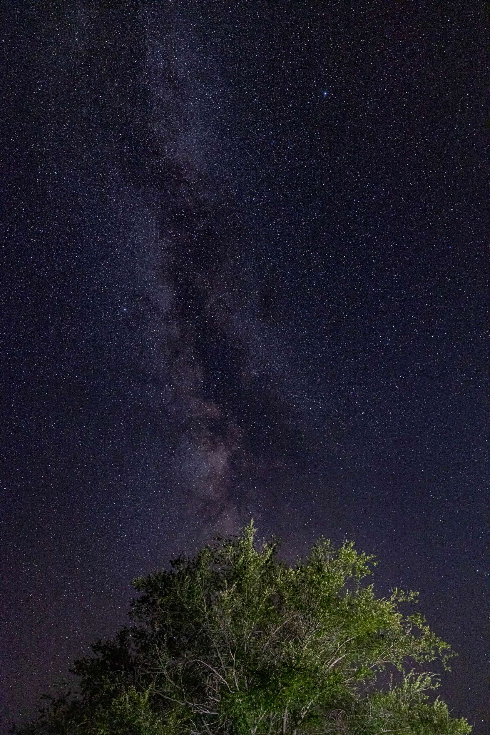 The Milky Way shining over a tree