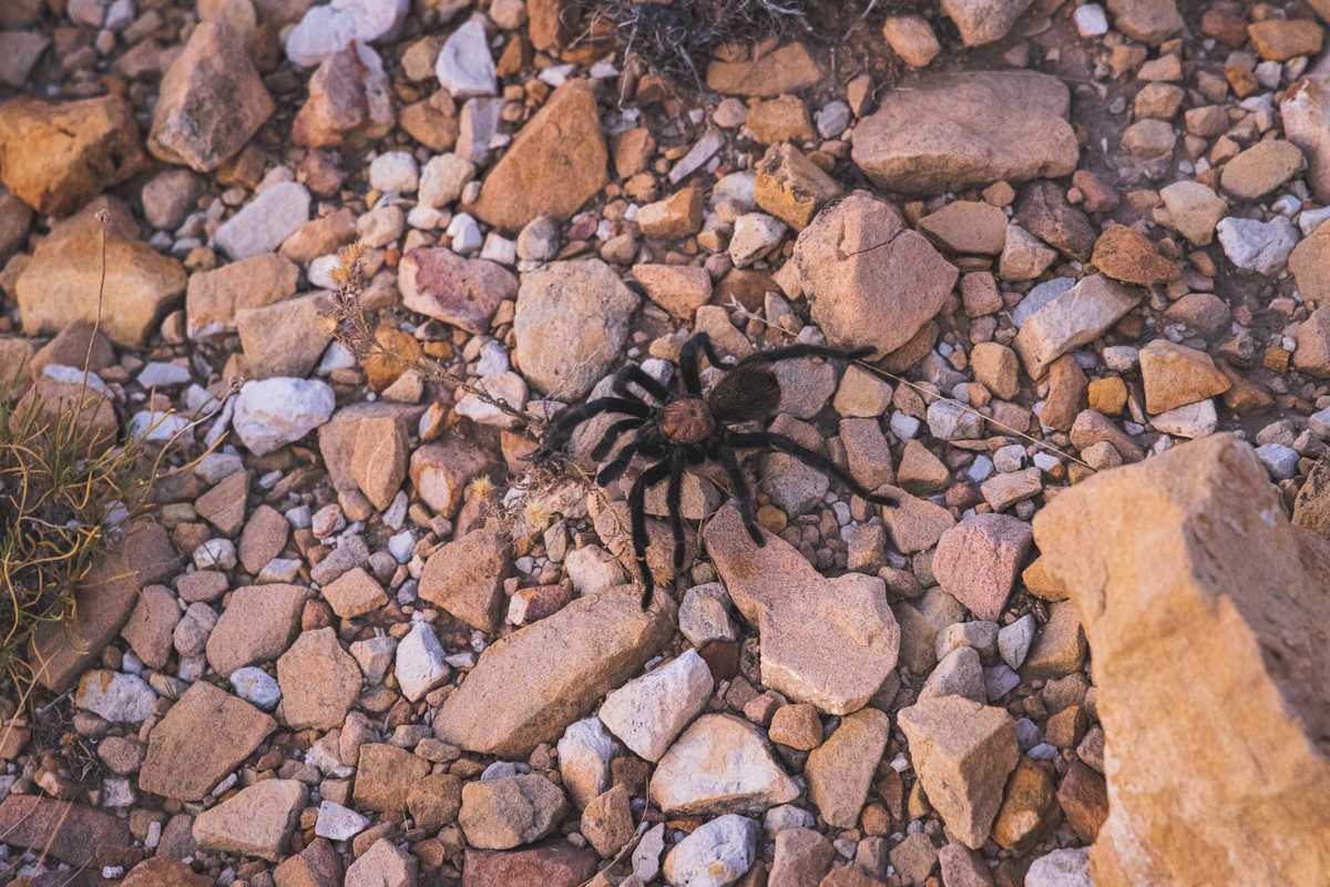 A tarantula standing on some rocks