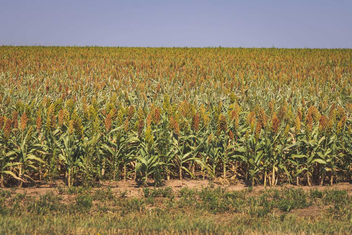 Wheatfields in southwest Kansas